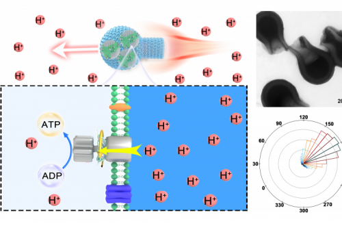 A Motile Nanomachine for ATP Synthesis and Directed Transport